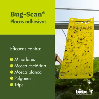 Bug-Scan