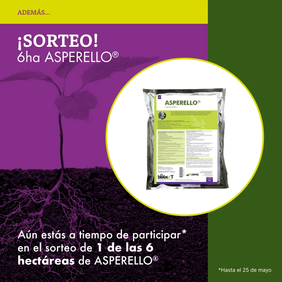 Sorteo