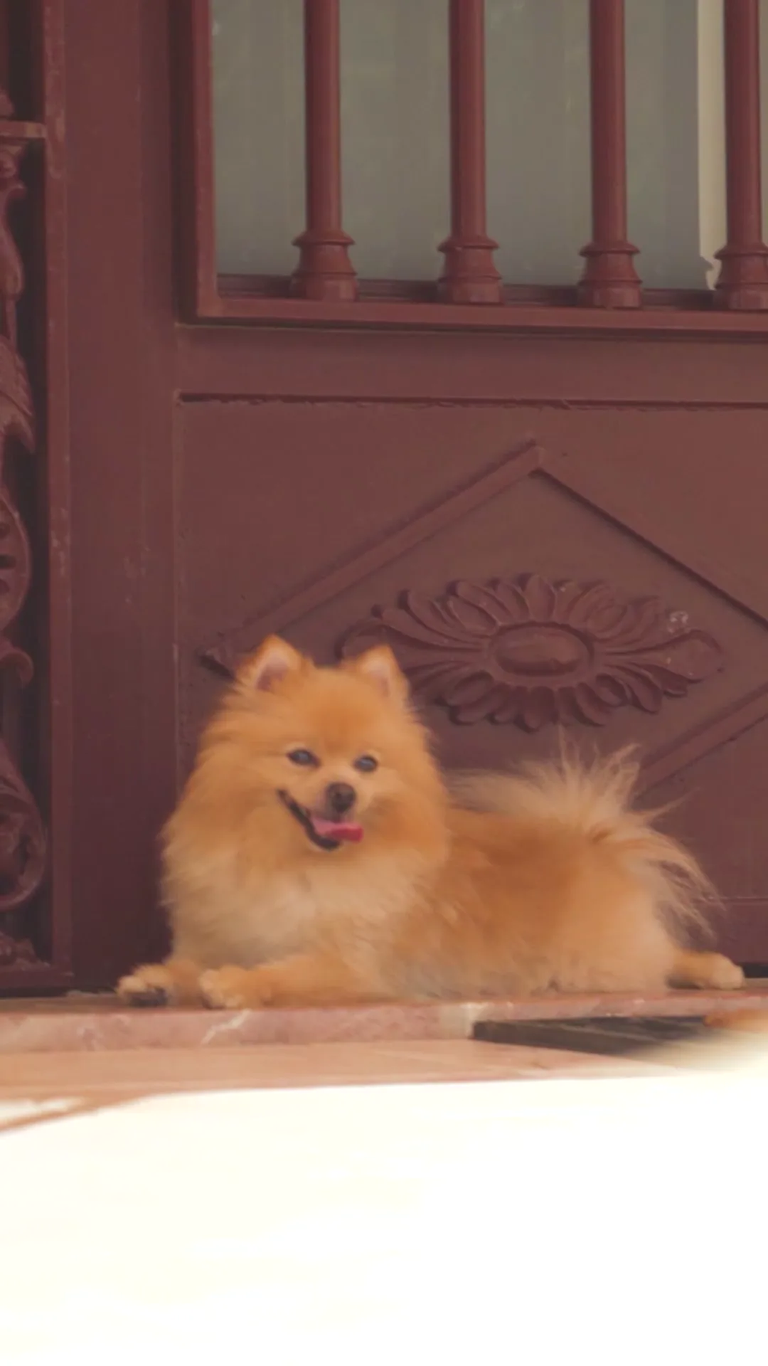 PARADISE DOG